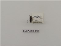 藏品(台灣褐肩白星天牛)的圖片